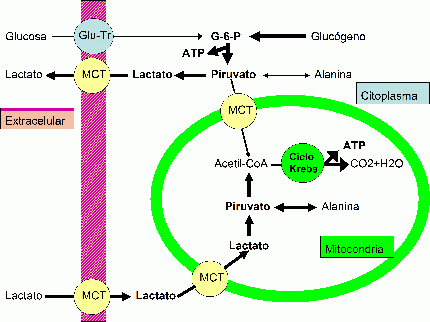 Acido Lactico