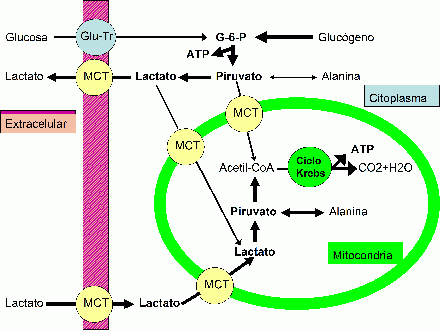 El Acido Lactico en Biolaster